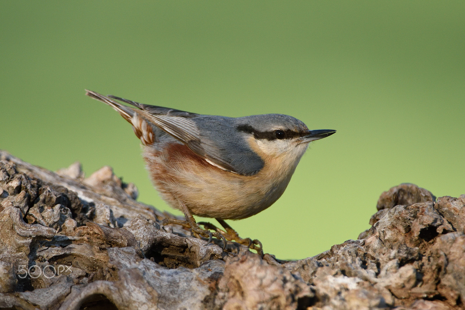 Nikon AF-S Nikkor 200-400mm F4G ED-IF VR sample photo. Eurasian nuthatch photography