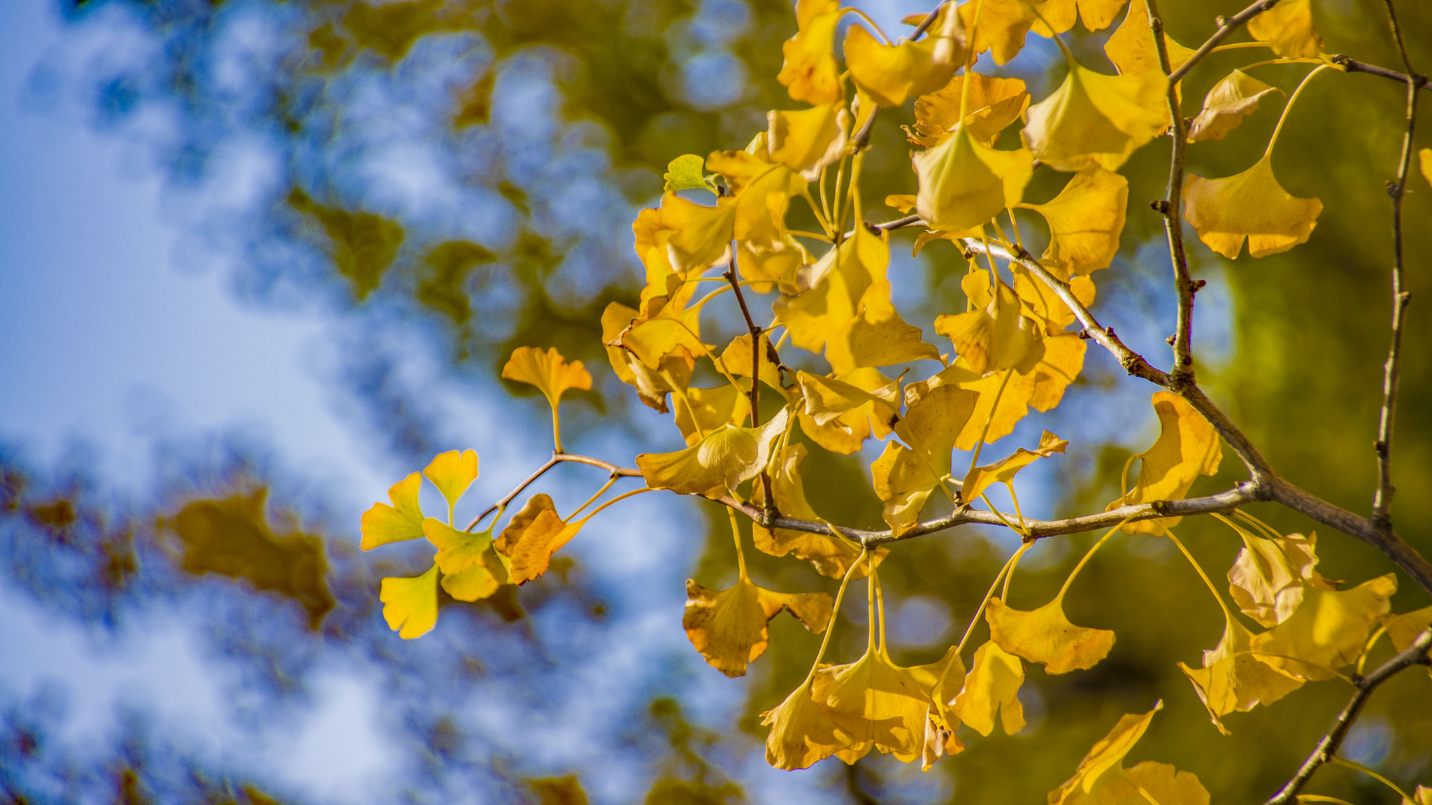 Sony SLT-A55 (SLT-A55V) + Sigma 18-250mm F3.5-6.3 DC OS HSM sample photo. Ginkgo photography