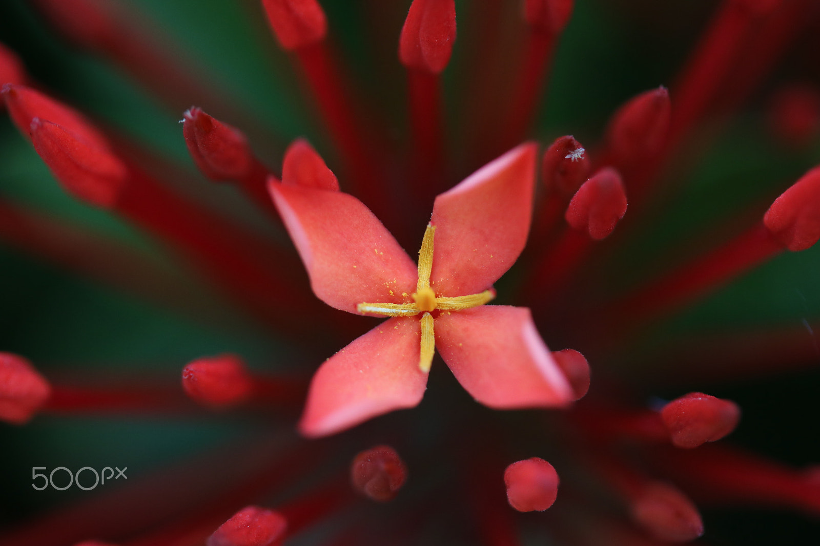 Canon EF-S 60mm F2.8 Macro USM sample photo. Macro photography