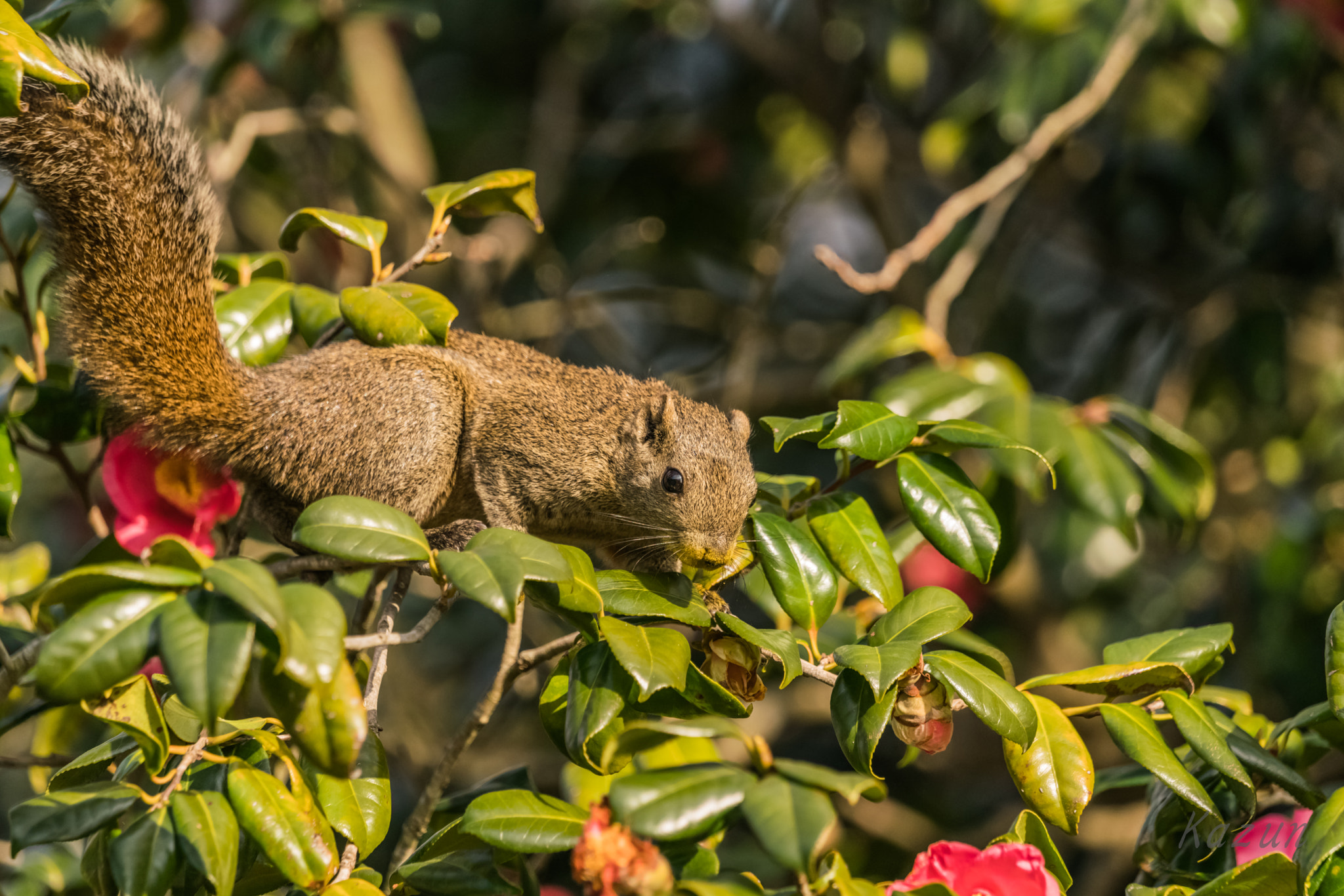 Sony 70-400mm F4-5.6 G SSM II sample photo. Squirrel~ photography