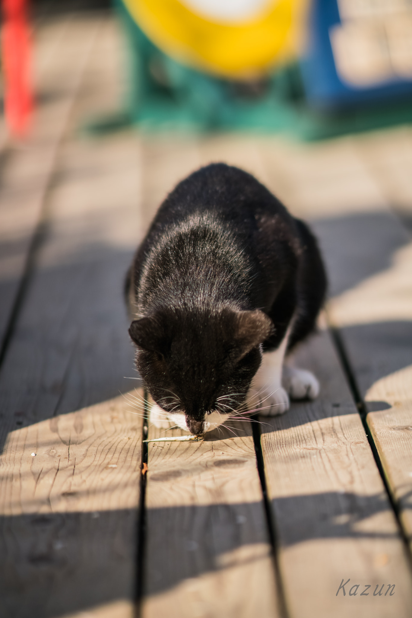 Sony Sonnar T* 135mm F1.8 ZA sample photo. ！ photography