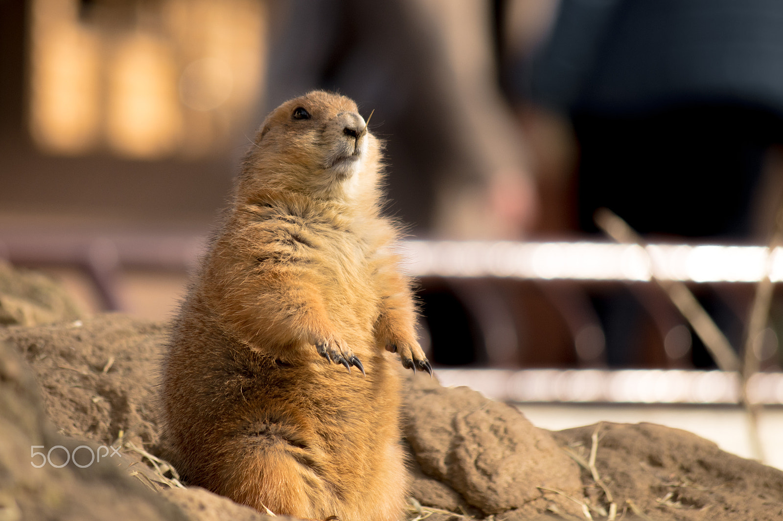 smc Pentax-DA L 50-200mm F4-5.6 ED WR sample photo. Sentry duty photography