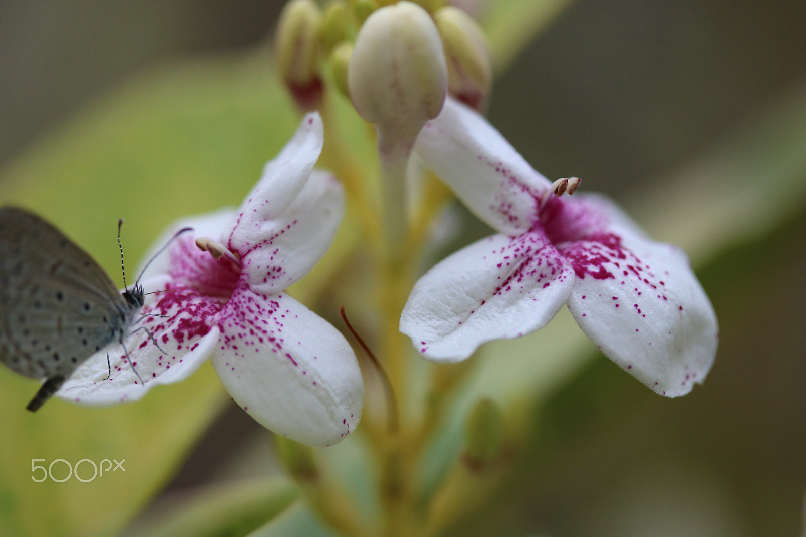 Canon EF-S 60mm F2.8 Macro USM sample photo. Macro photography