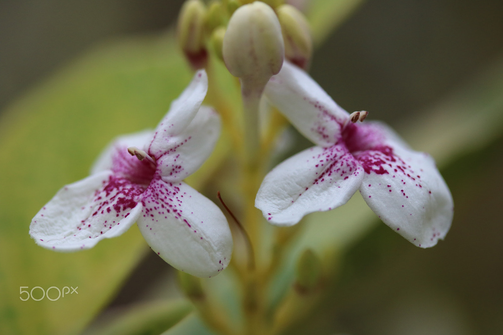 Canon EF-S 60mm F2.8 Macro USM sample photo. Macro photography