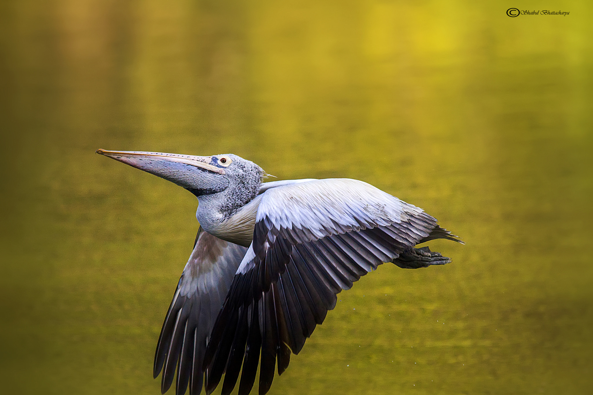 Sigma 150-500mm F5-6.3 DG OS HSM sample photo. Pelican in flight photography