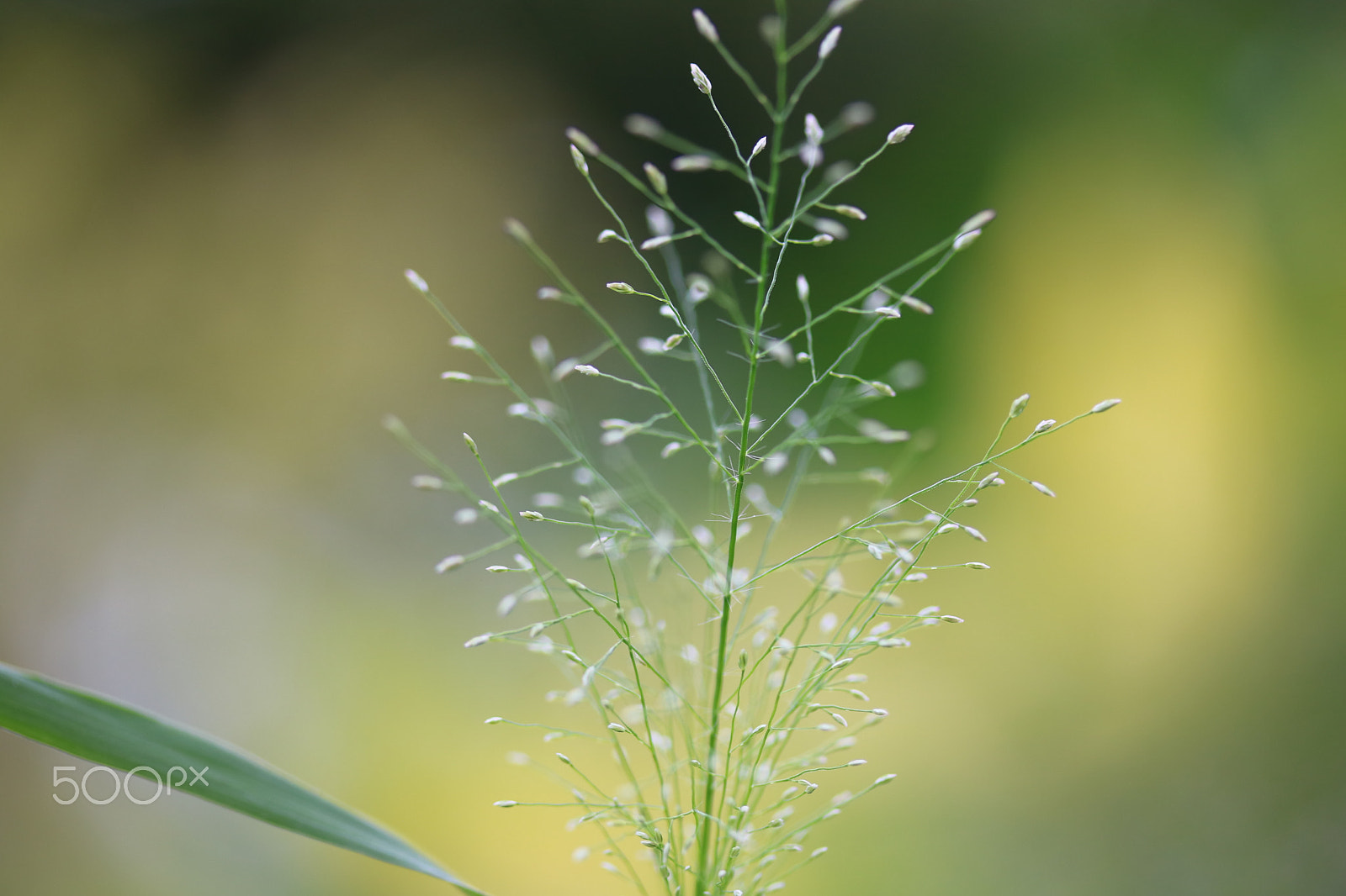Canon EF-S 60mm F2.8 Macro USM sample photo. Macro photography