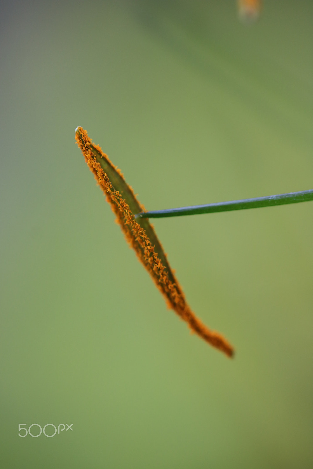 Canon EF-S 60mm F2.8 Macro USM sample photo. Macro photography