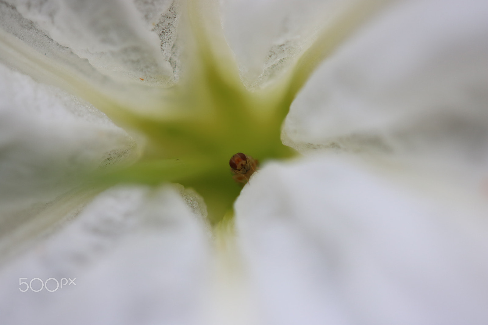 Canon EF-S 60mm F2.8 Macro USM sample photo. Macro photography