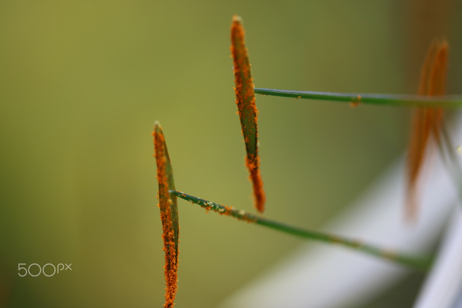 Canon EF-S 60mm F2.8 Macro USM sample photo. Macro photography