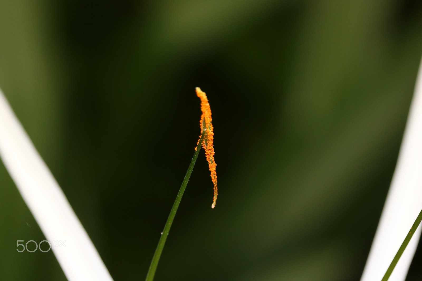 Canon EF-S 60mm F2.8 Macro USM sample photo. Macro photography