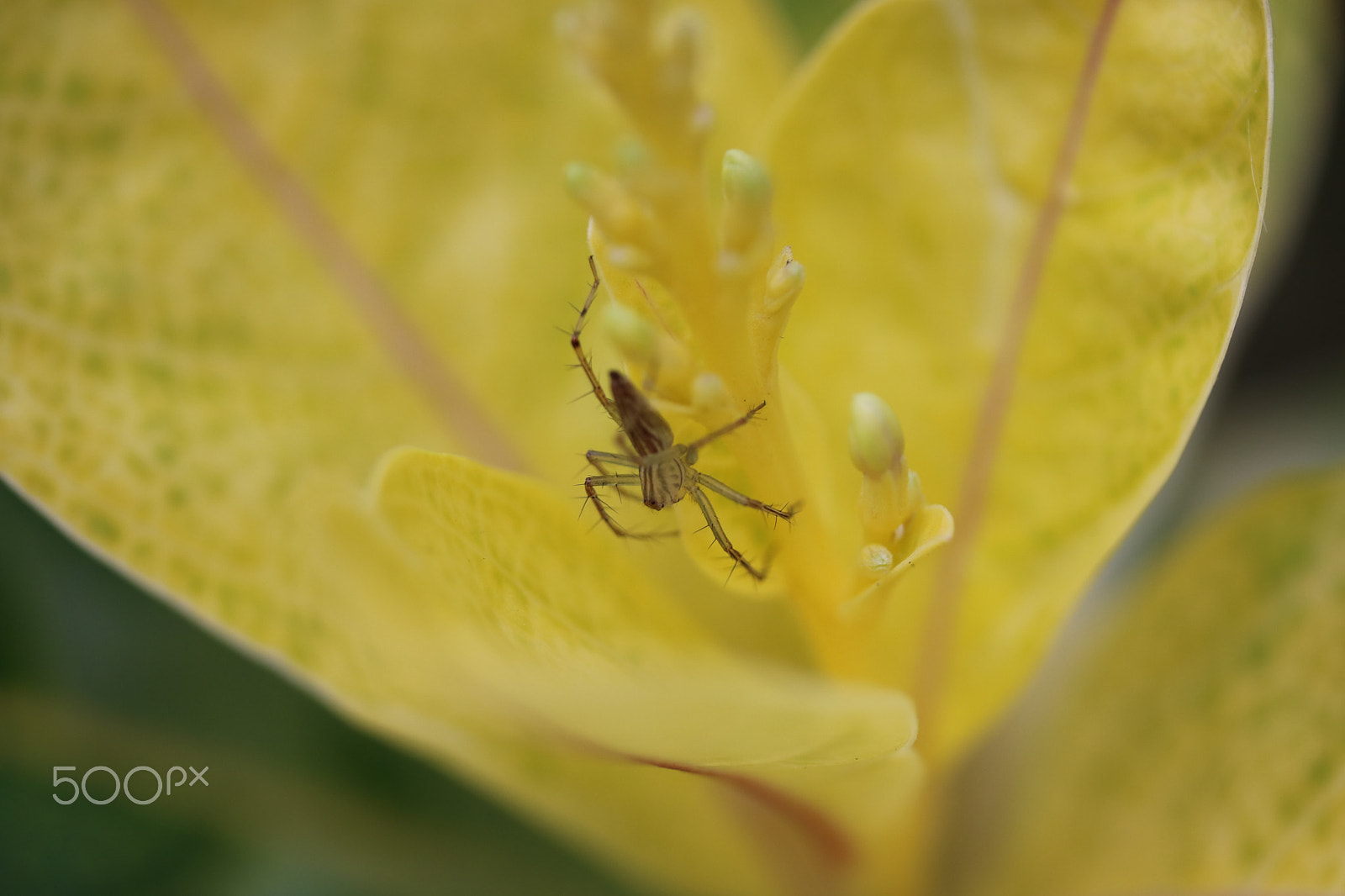 Canon EF-S 60mm F2.8 Macro USM sample photo. Macro photography