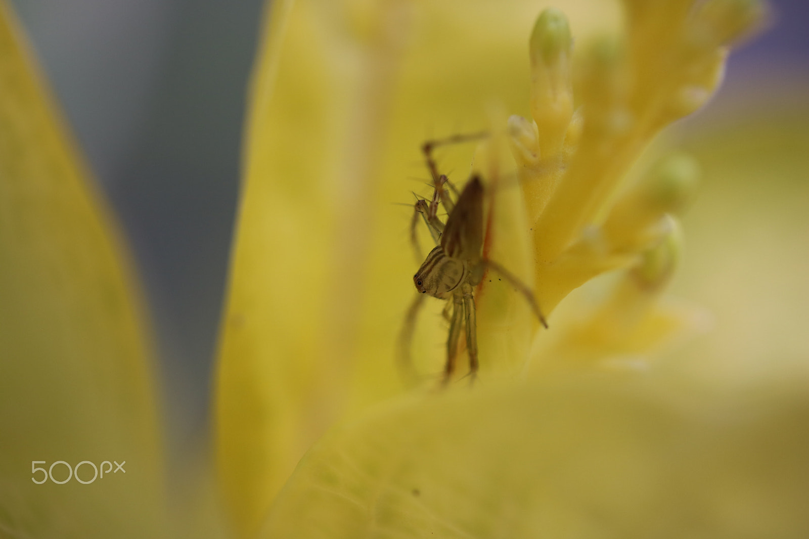 Canon EF-S 60mm F2.8 Macro USM sample photo. Macro photography
