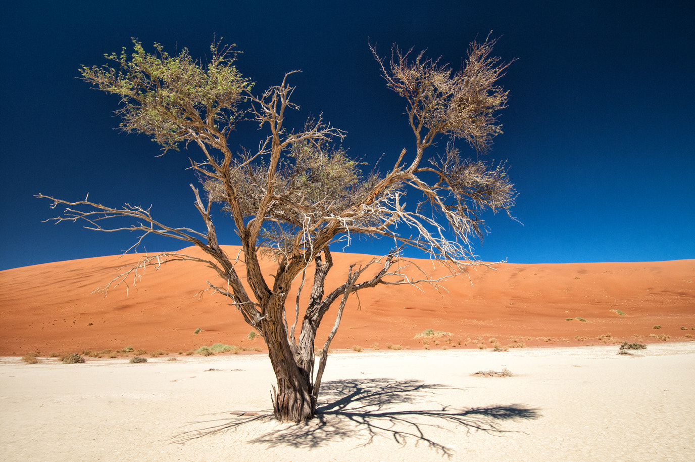 Nikon D300 sample photo. Tree photography