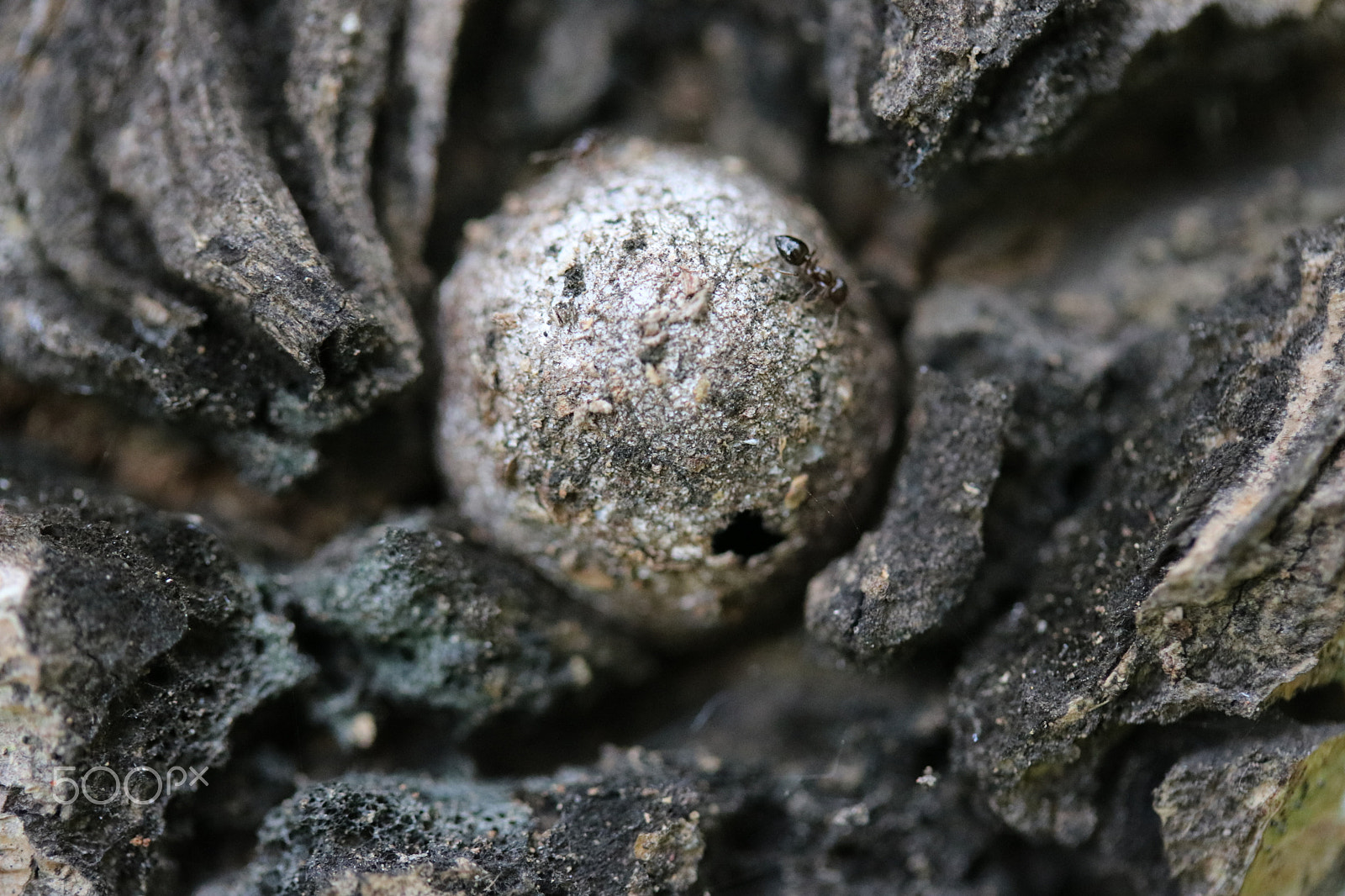 Canon EF-S 60mm F2.8 Macro USM sample photo. Macro photography