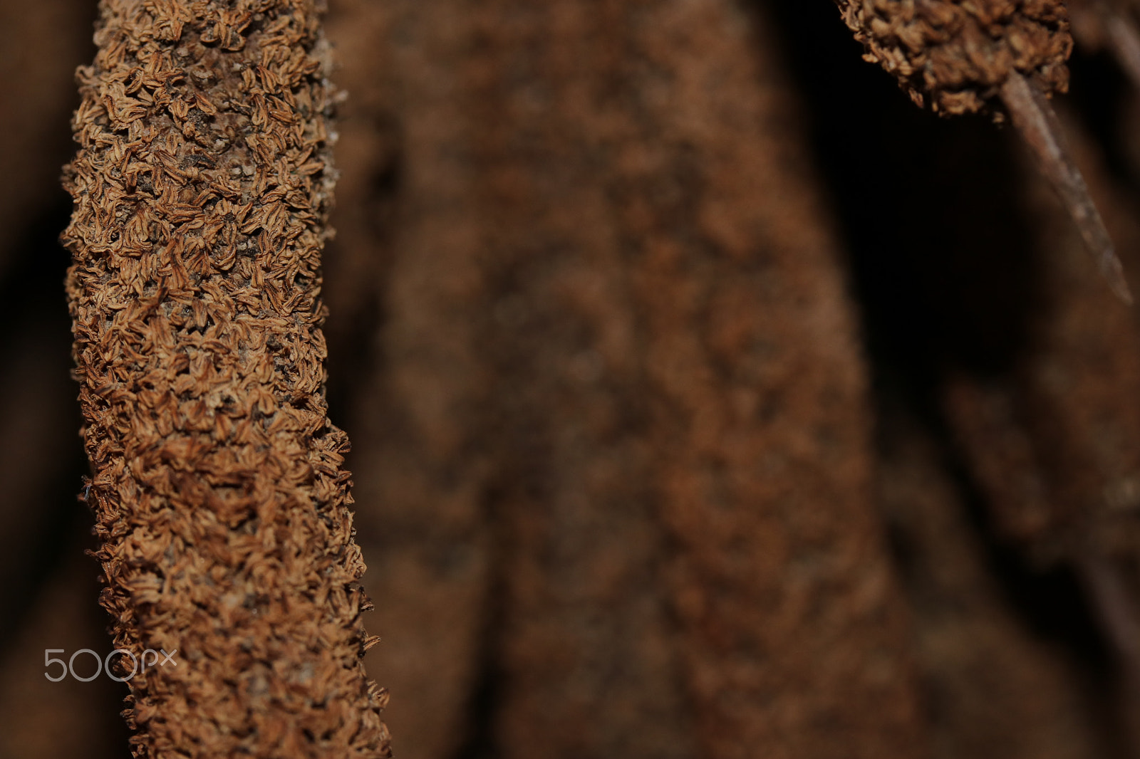 Canon EF-S 60mm F2.8 Macro USM sample photo. Macro photography