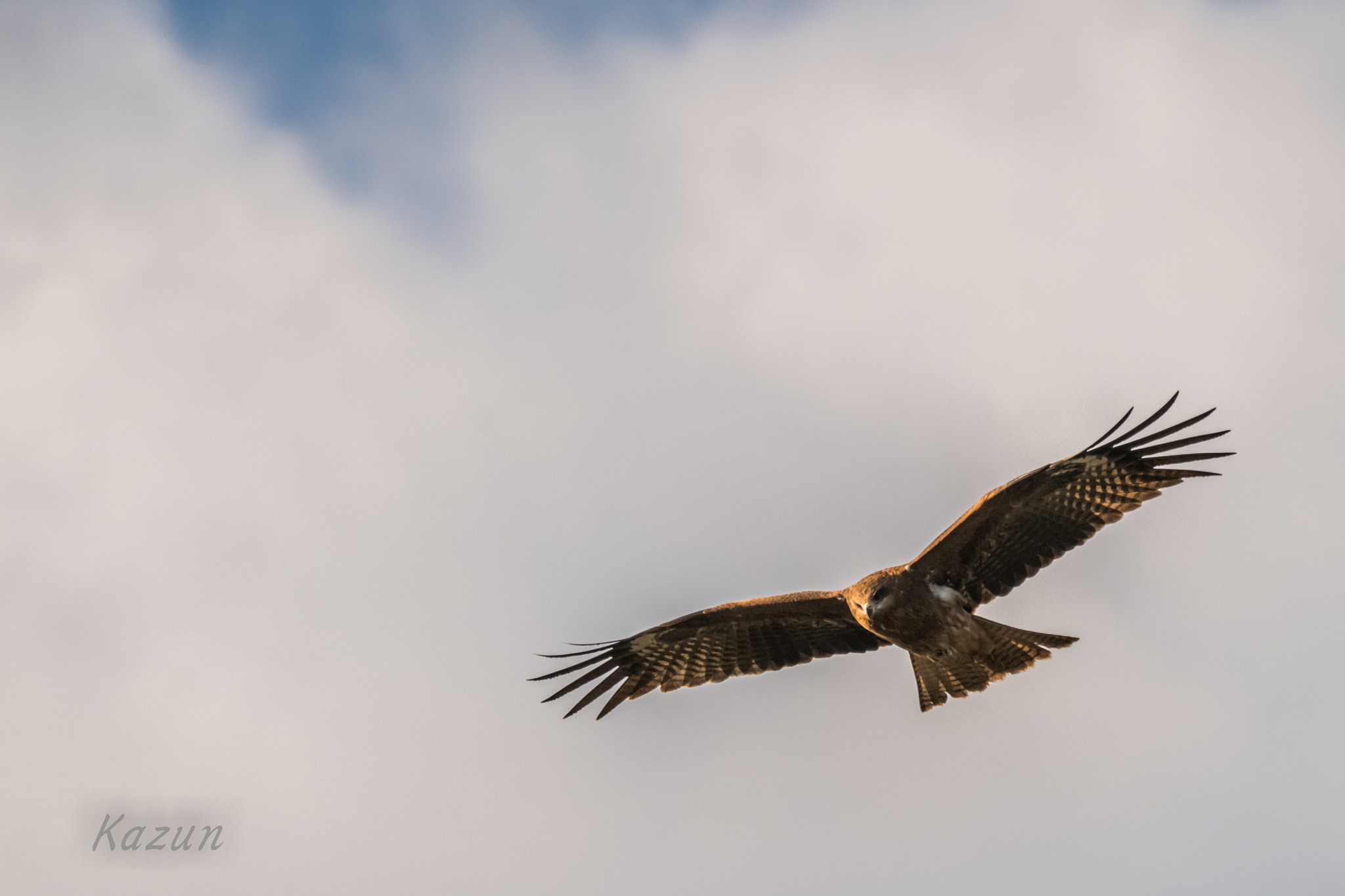 Sony 70-400mm F4-5.6 G SSM II sample photo. Hunter!! photography