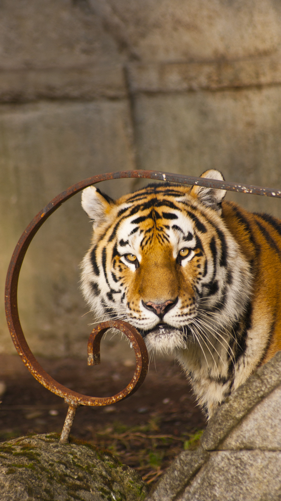 Sony Alpha DSLR-A380 sample photo. Eye of the tiger photography