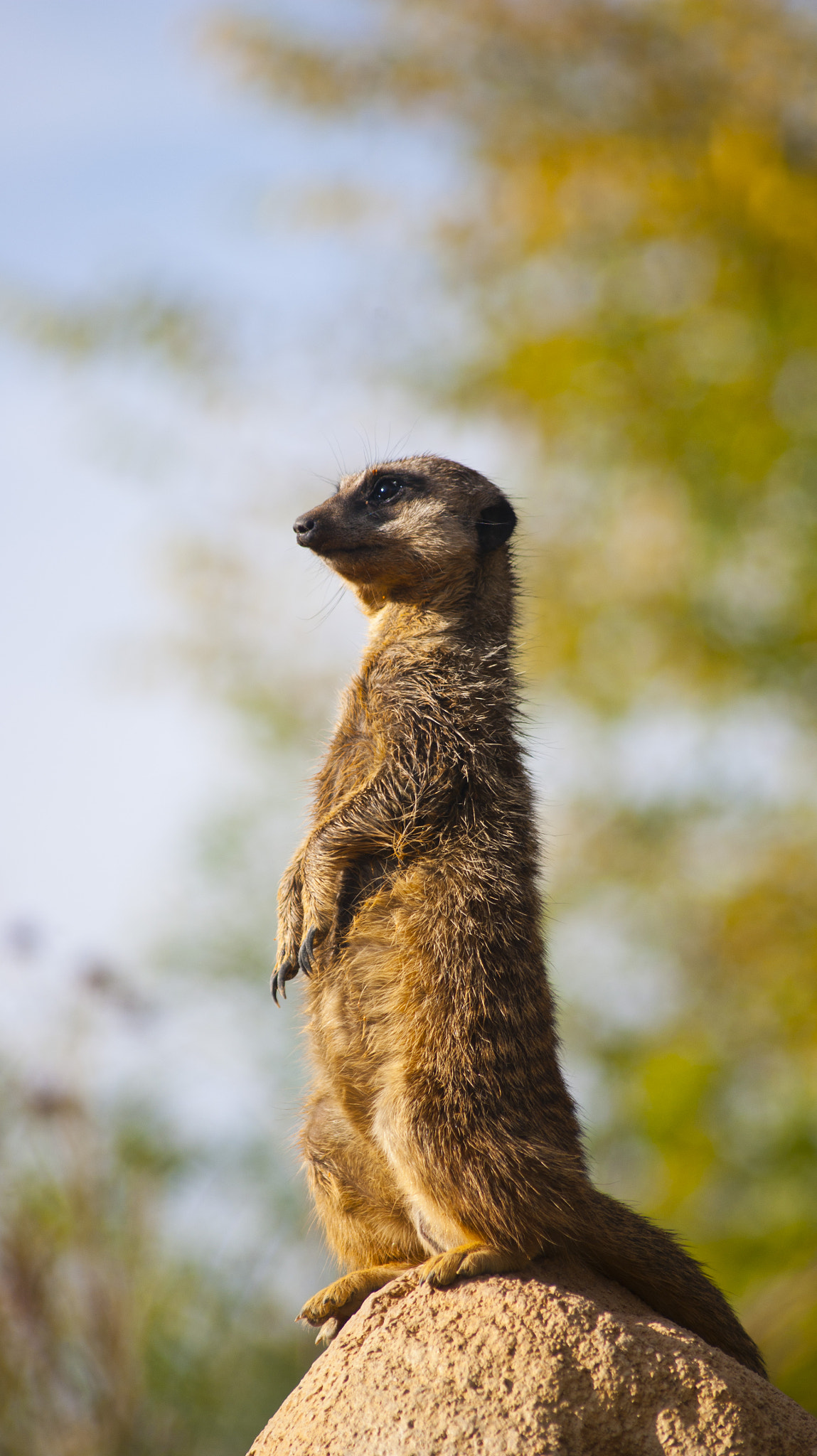 Sony Alpha DSLR-A380 + Sigma 70-300mm F4-5.6 DL Macro sample photo. Suricato timon photography