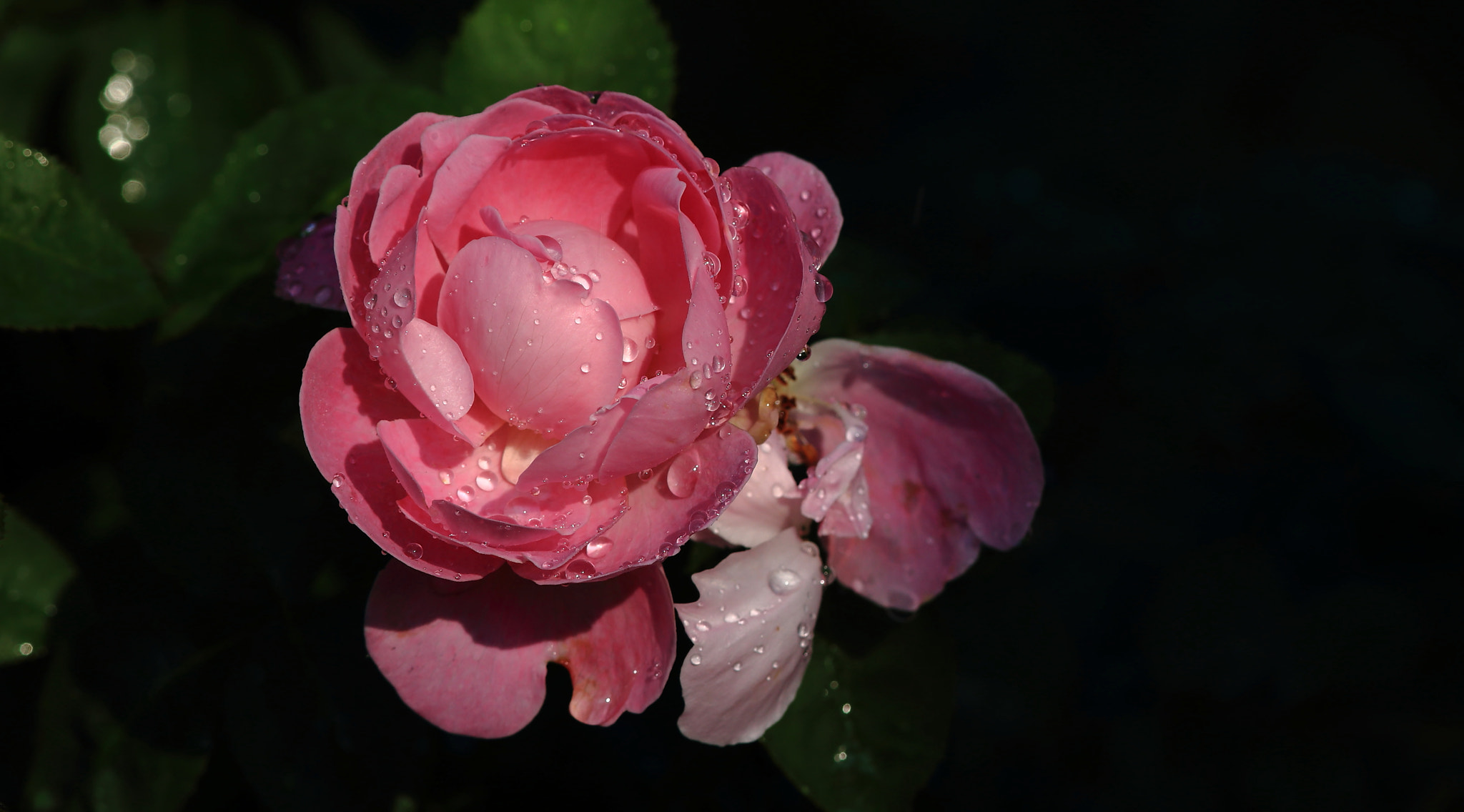 Canon EOS 6D + Canon EF 300mm F4L IS USM sample photo. All is rosy photography