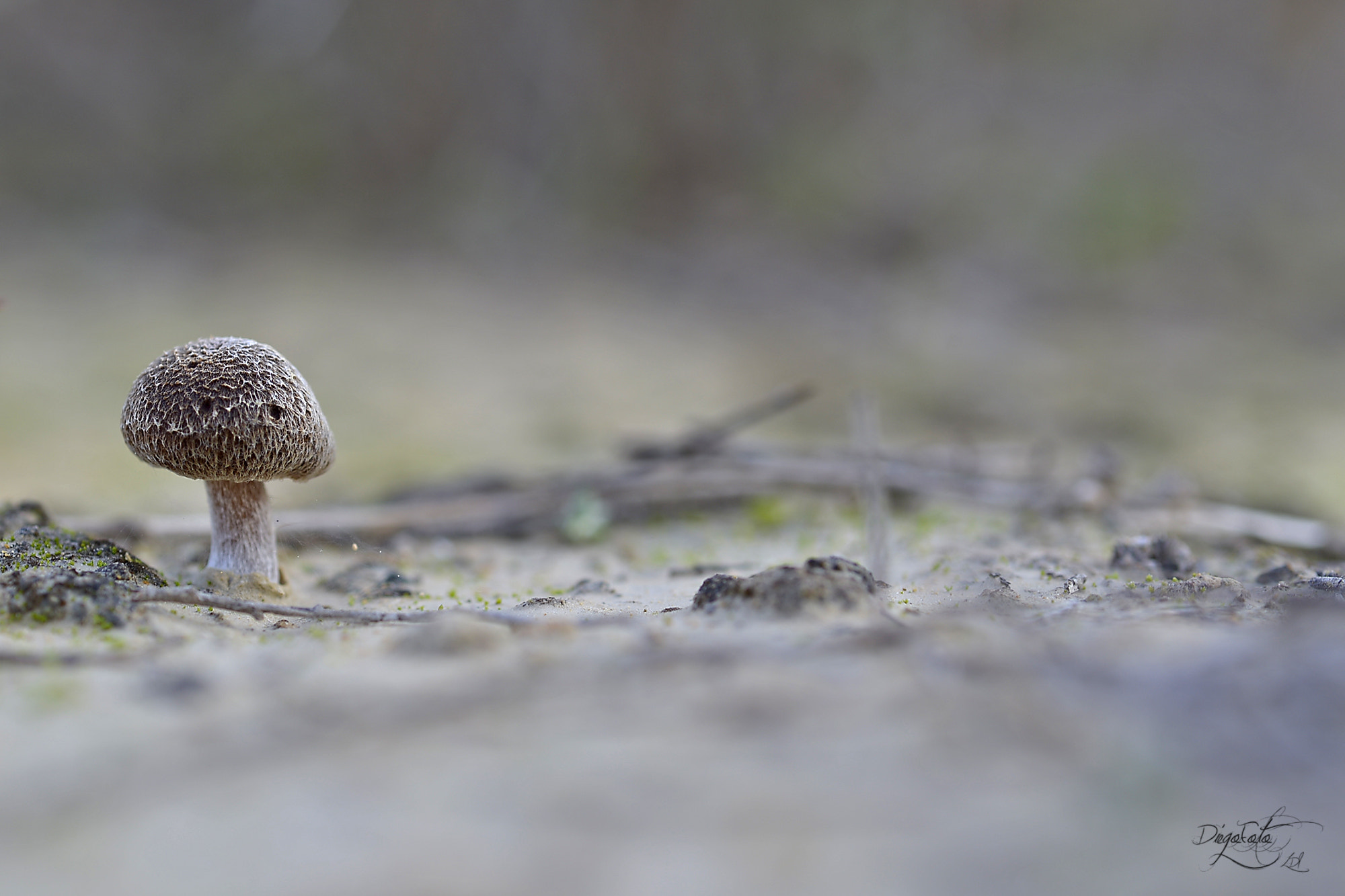Nikon D610 + Nikon AF Micro-Nikkor 60mm F2.8D sample photo. Fungi photography