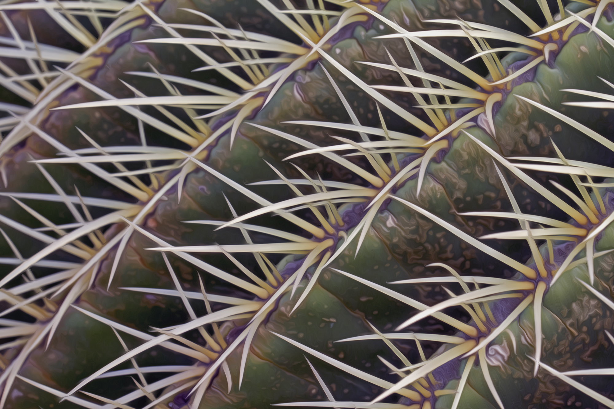 Sigma 150mm f/2.8 EX DG OS HSM APO Macro sample photo. Cactus closeup photography