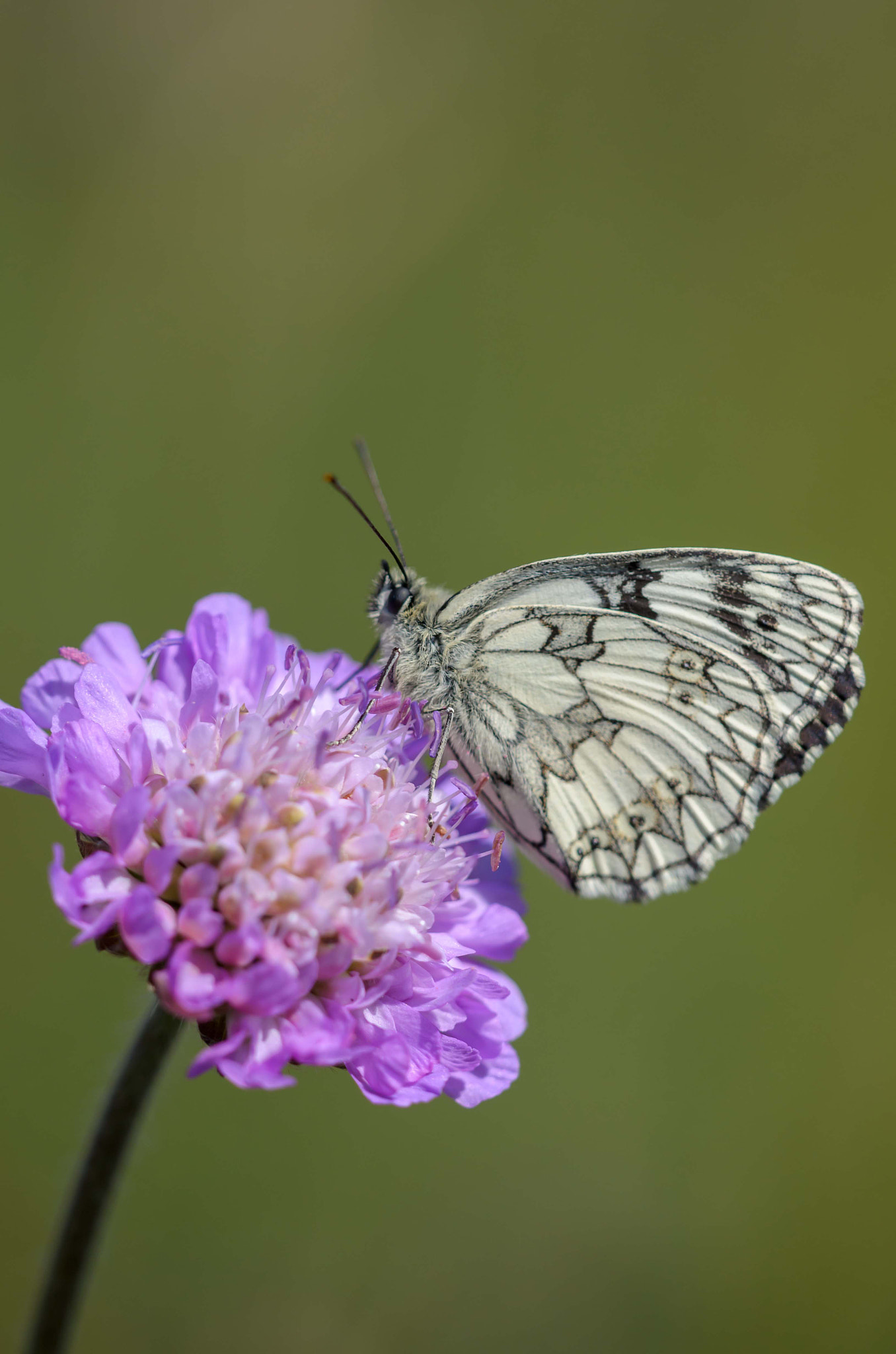 Nikon D7000 + Sigma 150mm F2.8 EX DG Macro HSM sample photo. Marbled white butterfly on scabious. photography