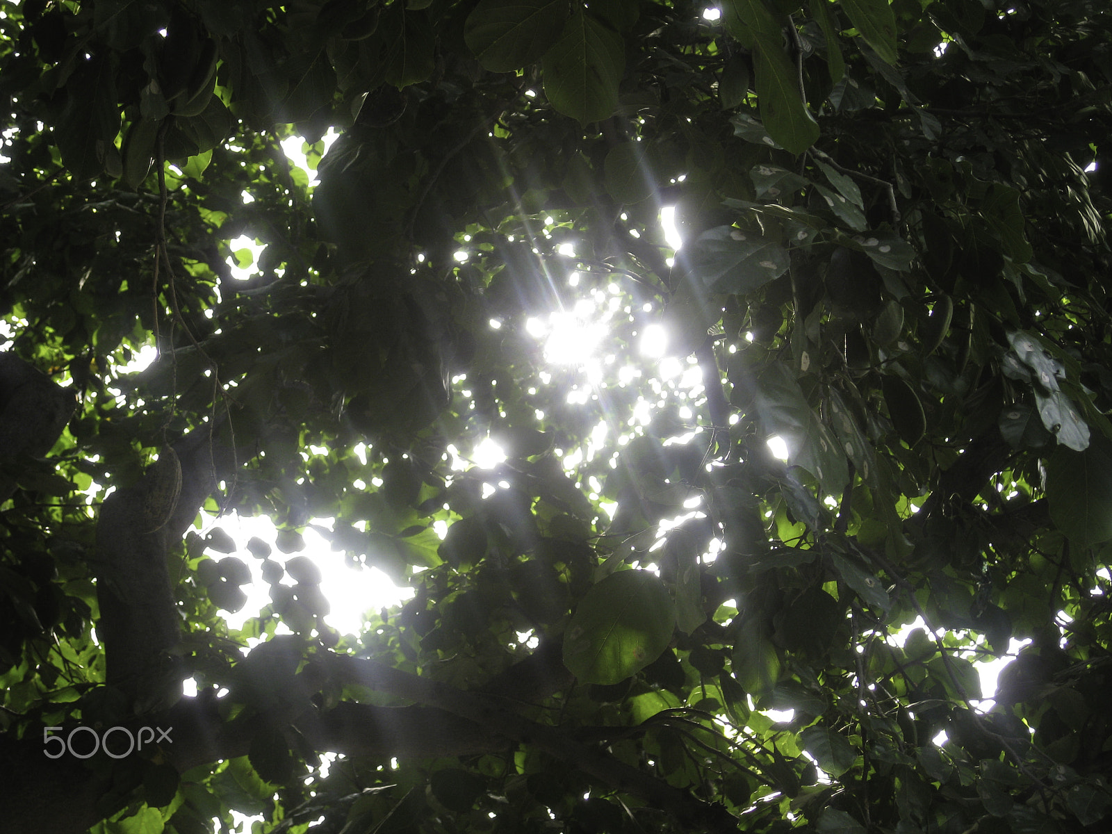 Canon POWERSHOT SD850 IS sample photo. Sunlight streaming through the fronds of a lush thick tree photography