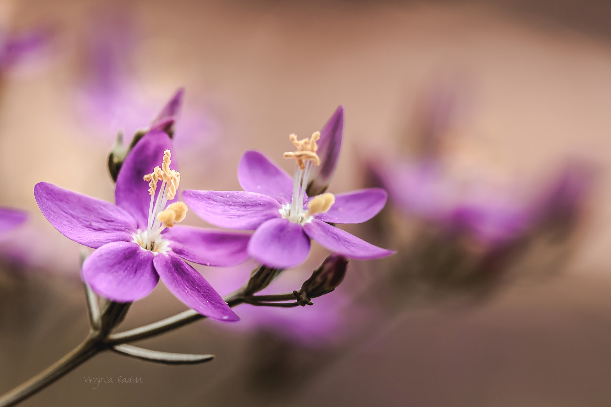 Canon EF-S 60mm F2.8 Macro USM sample photo. *** photography