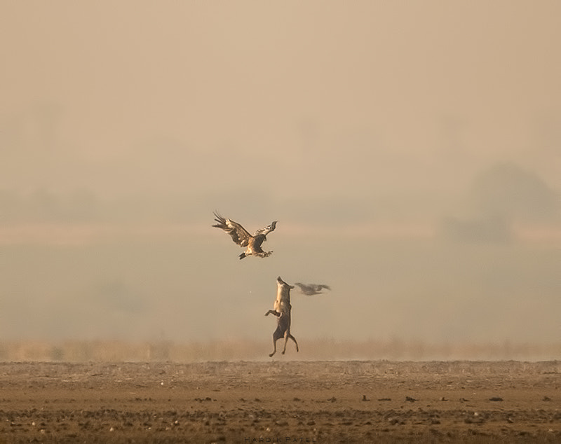 Nikon D5 sample photo. Wolf vs. eagle photography