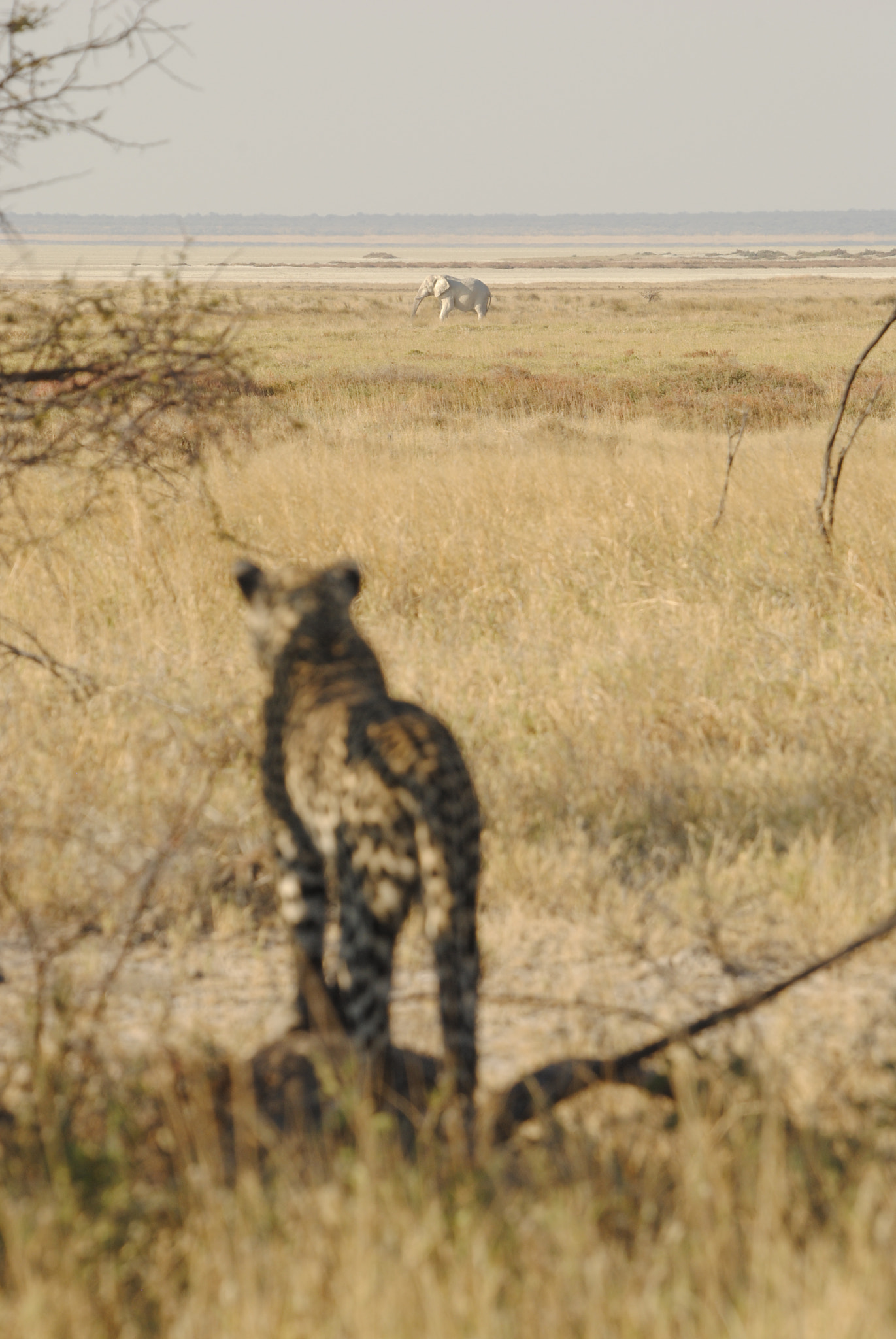 Nikon D3000 + Sigma 50-500mm F4-6.3 EX APO RF HSM sample photo. In the distance photography