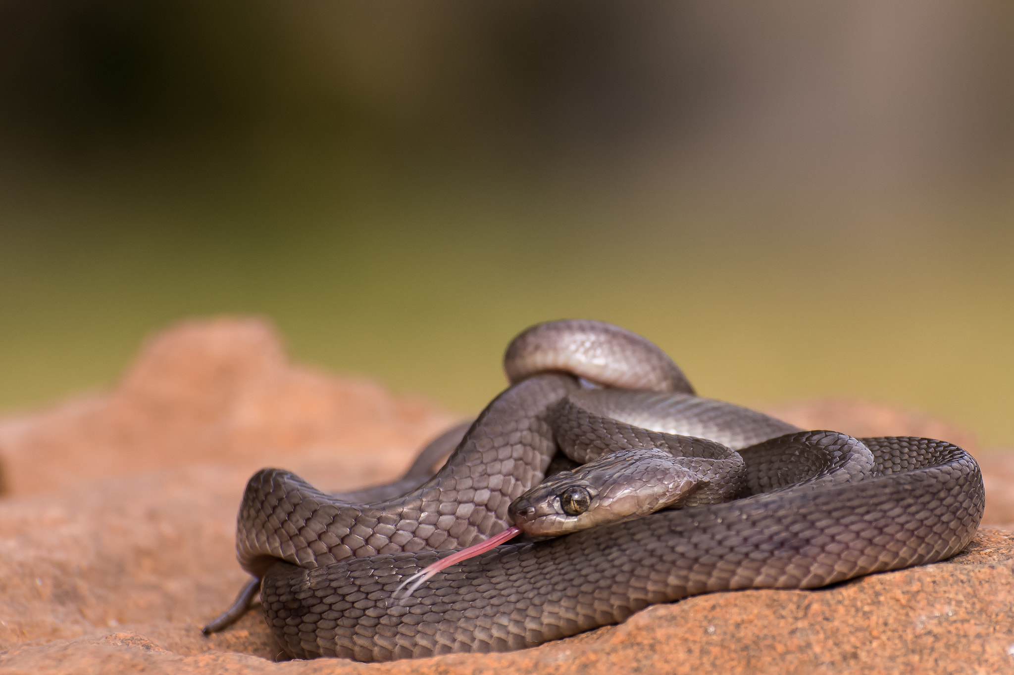 Nikon D800E sample photo. Large-eyed snake photography