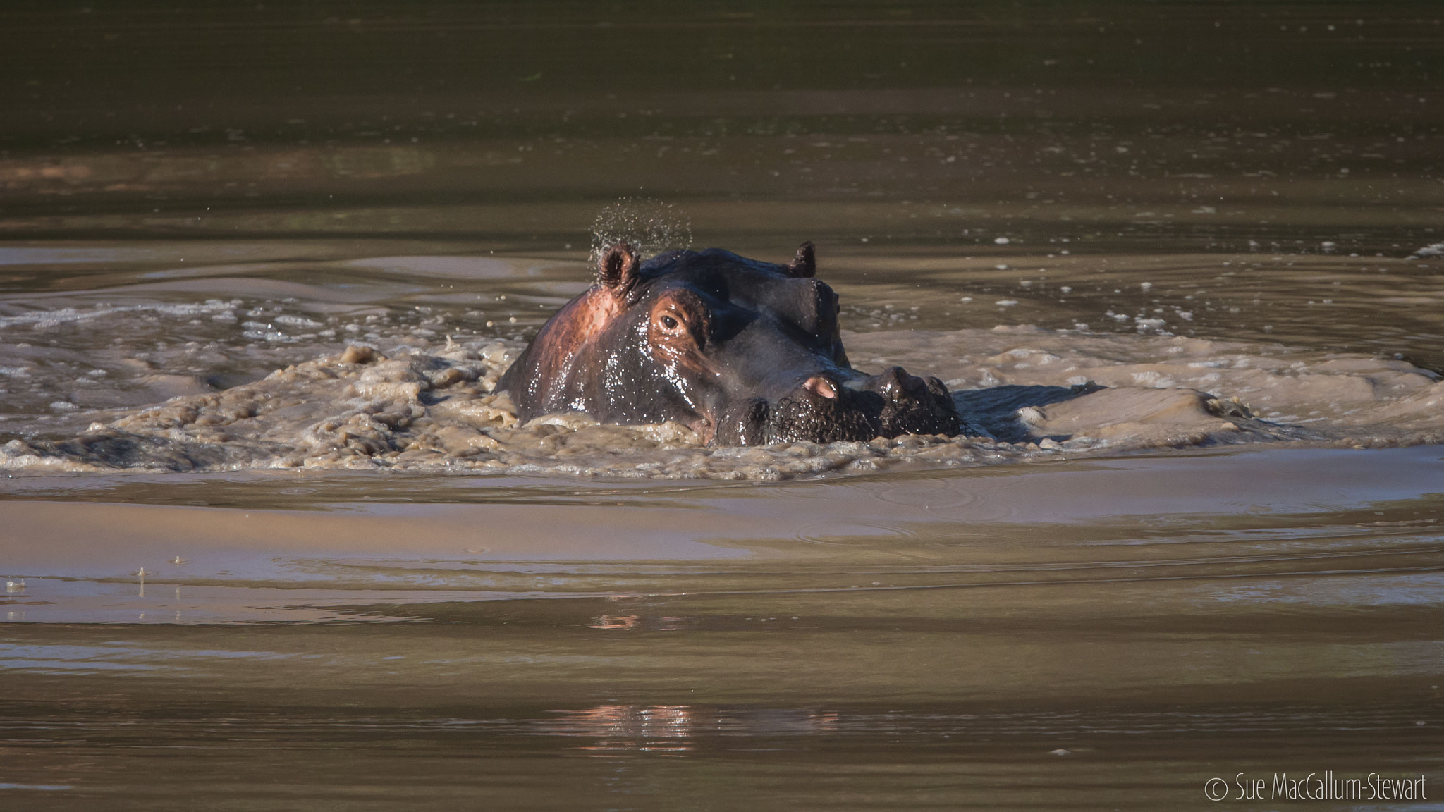 Olympus OM-D E-M5 + Olympus M.Zuiko Digital ED 40-150mm F2.8 Pro sample photo. Ear twitching hippo photography