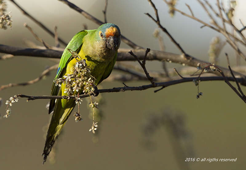 Canon EF 400mm F2.8L IS USM sample photo. Periquito rei photography