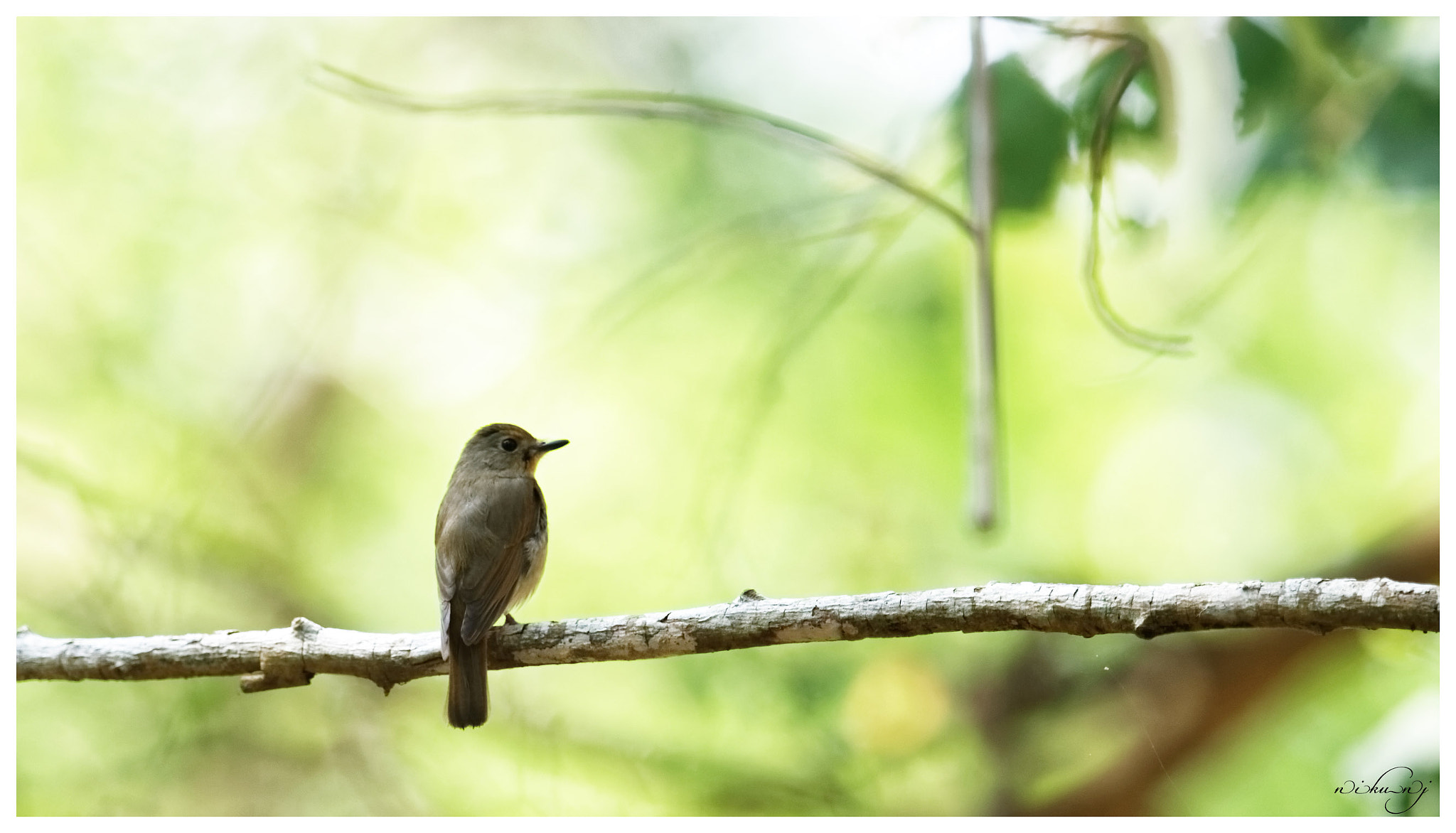 Nikon AF-S Nikkor 400mm F2.8E FL ED VR sample photo. Bird photography