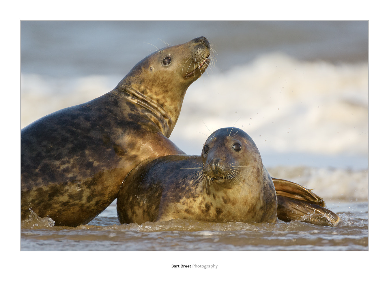 Nikon AF-S Nikkor 200-400mm F4G ED-IF VR sample photo. Grey seals photography