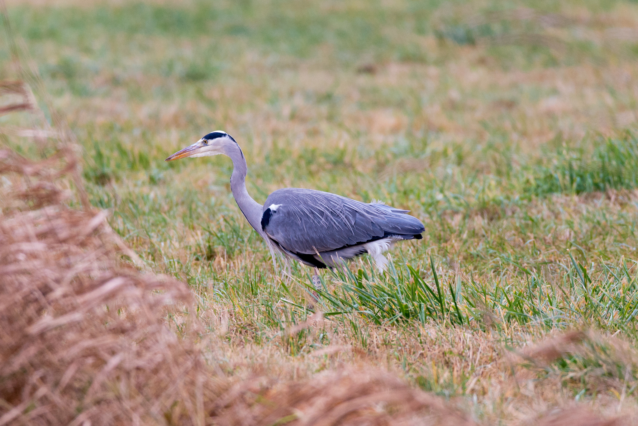 Sigma 150-600mm F5-6.3 DG OS HSM | C sample photo. Heron photography