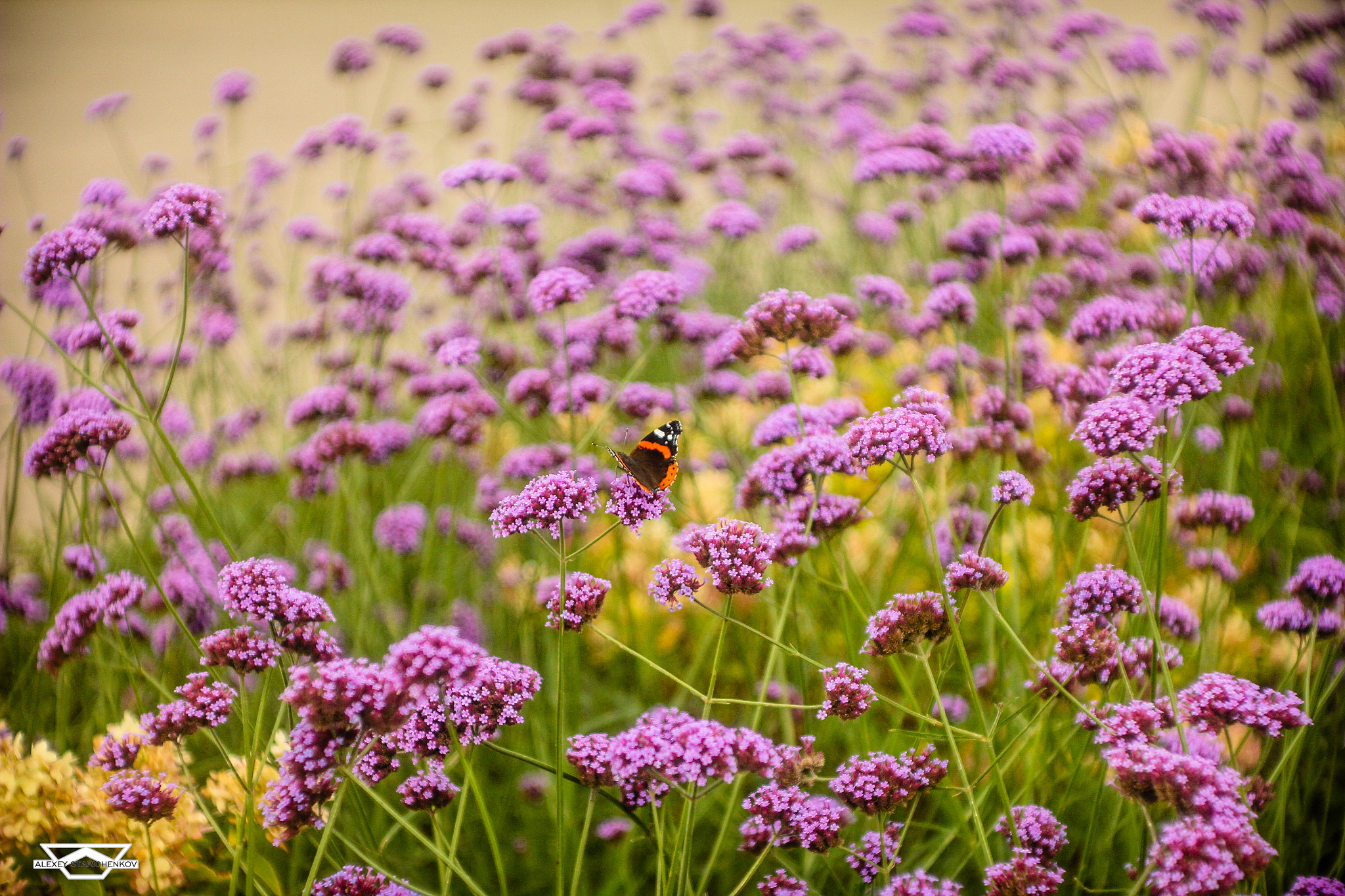 Canon EF 35-80mm f/4-5.6 sample photo. Slice of summer photography