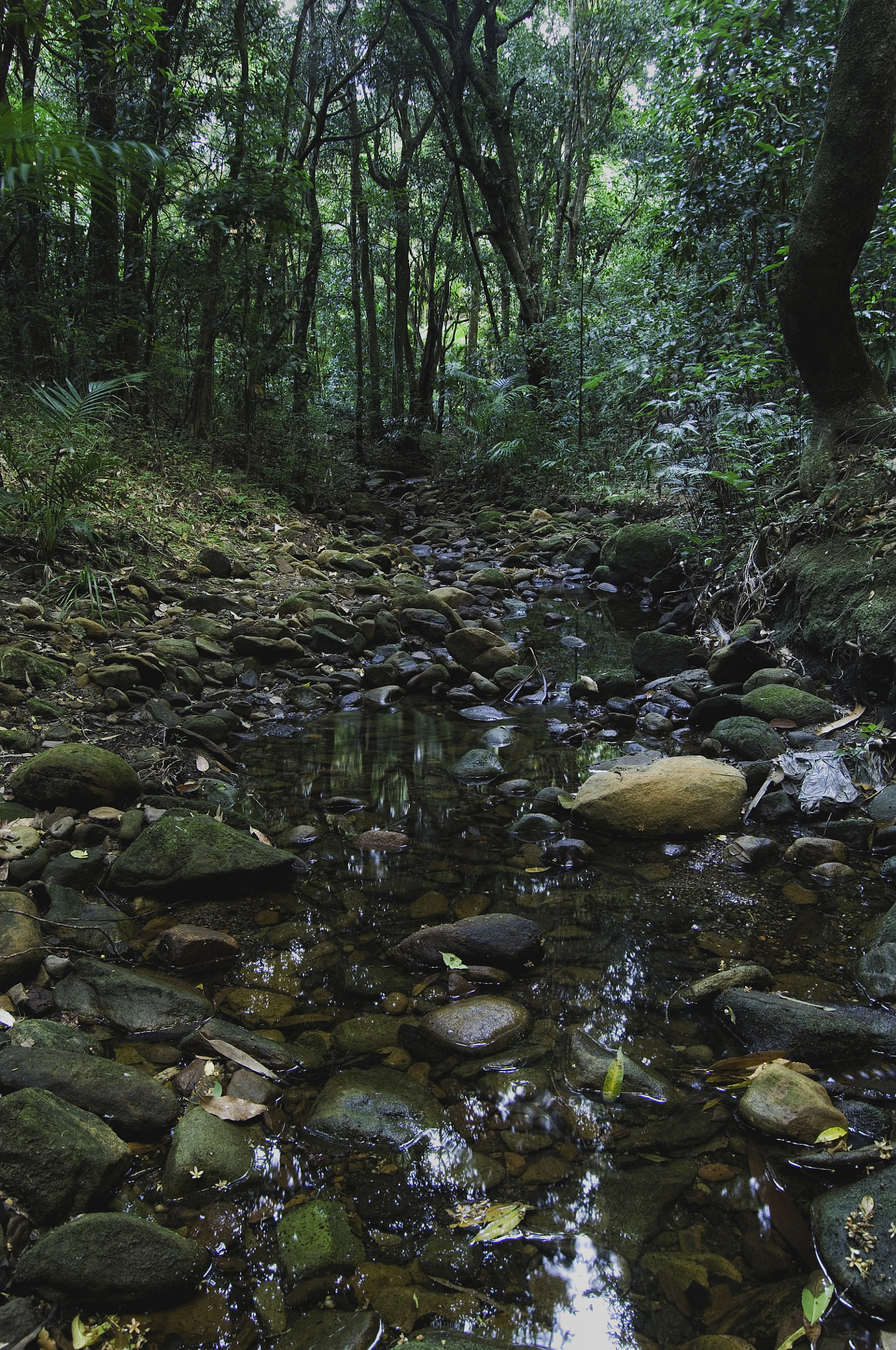 Nikon D2X sample photo. Heading downstream photography