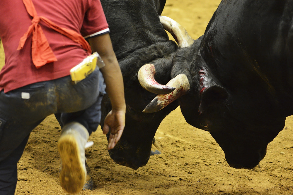 Nikon D7100 + AF Nikkor 300mm f/4 IF-ED sample photo. Bullfighting photography