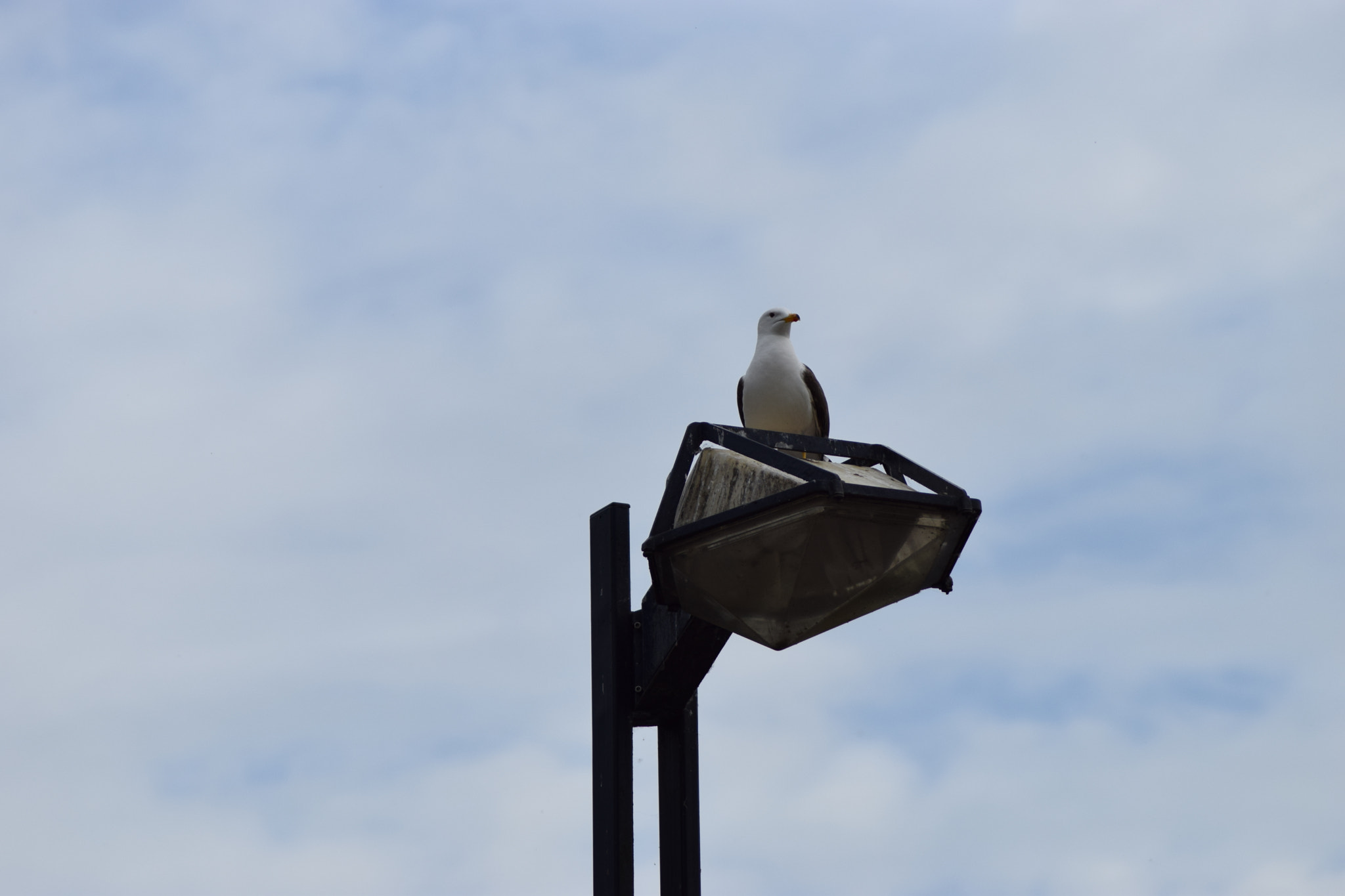 Nikon AF Nikkor 70-300mm F4-5.6G sample photo. Seagull on lamp post photography