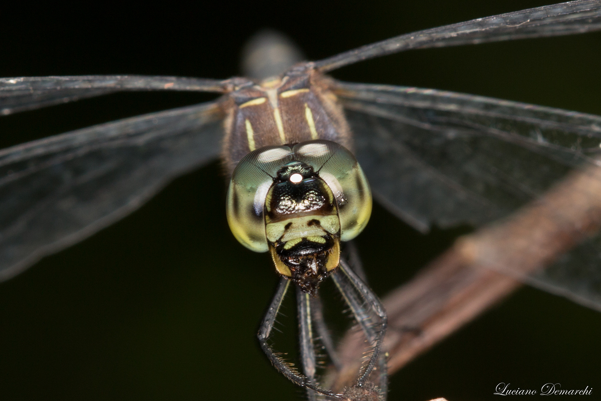 Canon EF 100mm F2.8 Macro USM sample photo. Libelula photography