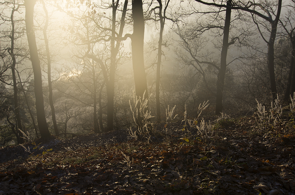 Pentax K-5 sample photo. Winter light photography