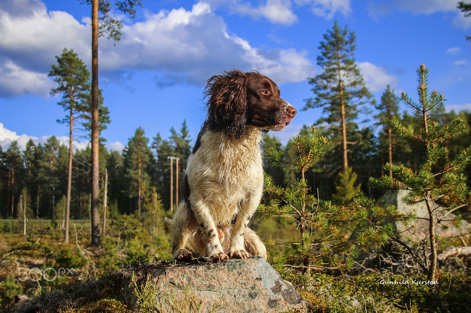 Canon EF-S 18-55mm F3.5-5.6 II sample photo. Sammy forstørring photography