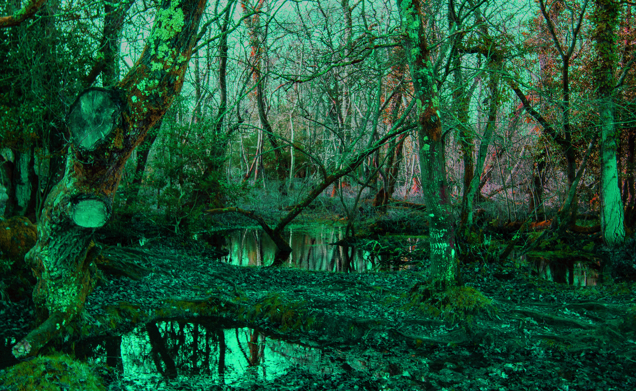Canon EOS 750D (EOS Rebel T6i / EOS Kiss X8i) sample photo. Enchanted forest photography