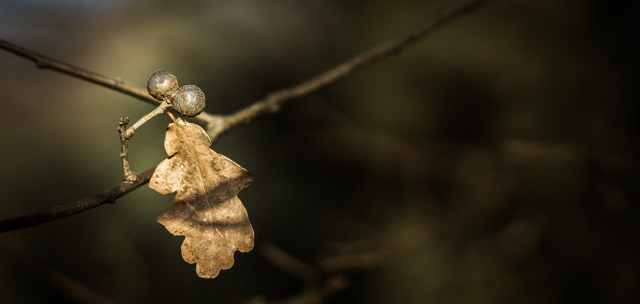 Sony a6000 + Sony FE 90mm F2.8 Macro G OSS sample photo. Even the darkest nights will end and the sun will rise. photography