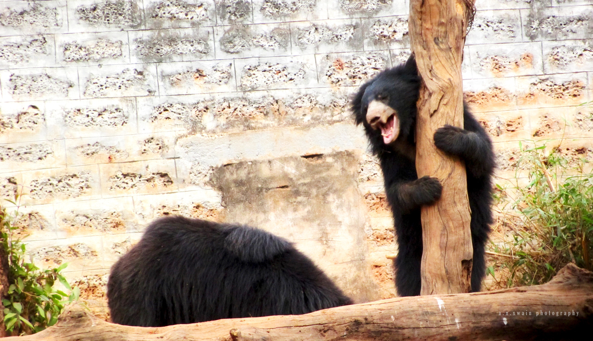 Canon PowerShot A4000 IS sample photo. Indian bear photography