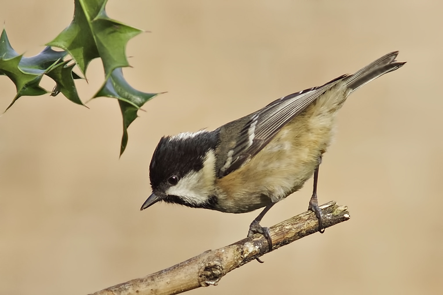 Sony a99 II + Minolta AF 300mm F2.8 HS-APO G sample photo. In the garden, photography