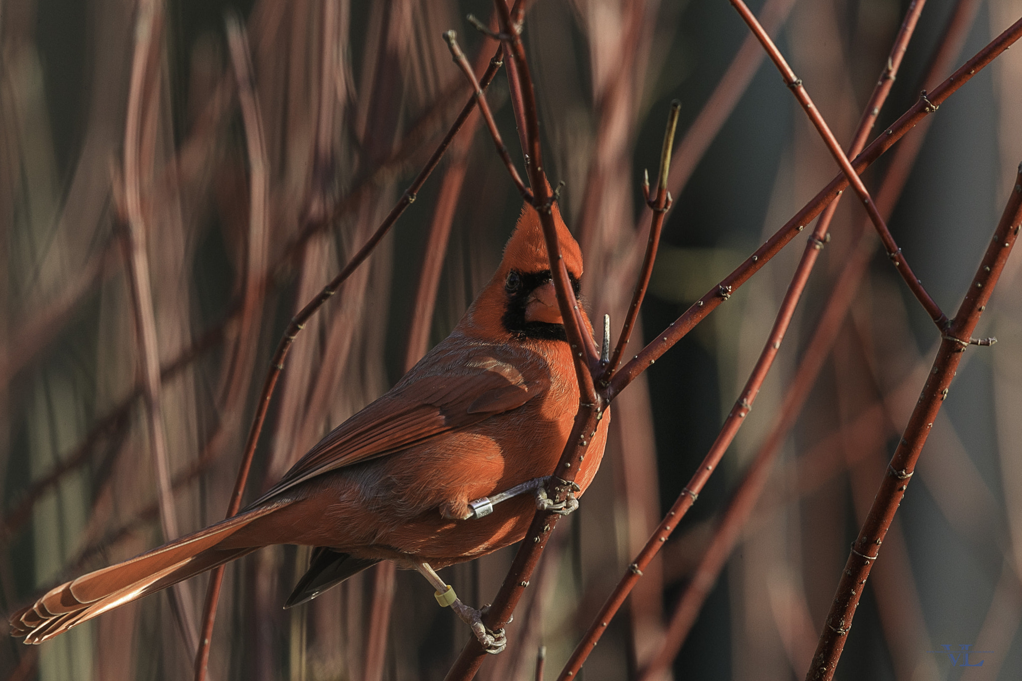 Canon EF 600mm F4L IS II USM sample photo. M card.... photography