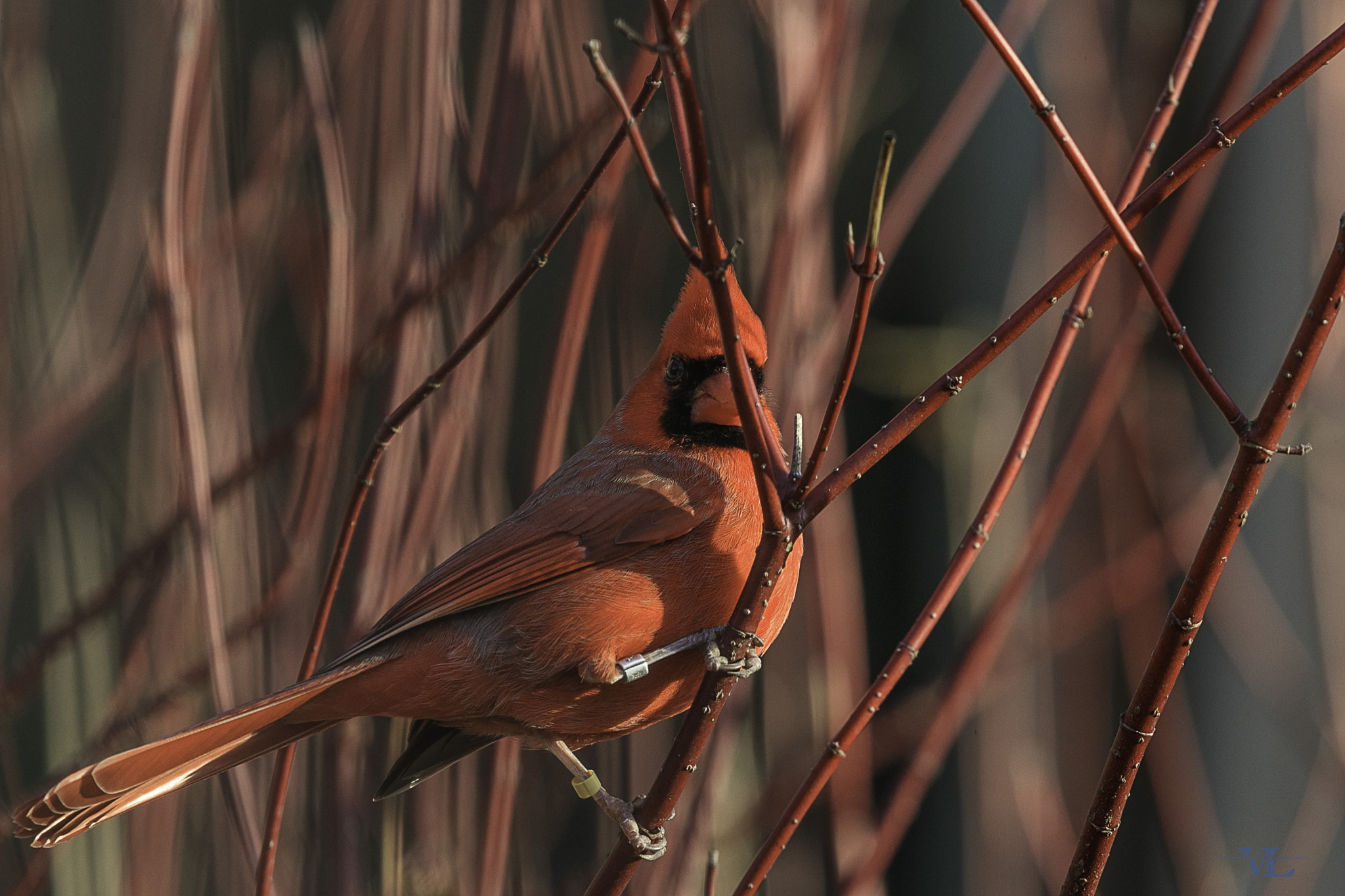 Canon EOS-1D X Mark II + Canon EF 600mm F4L IS II USM sample photo. M card.... photography