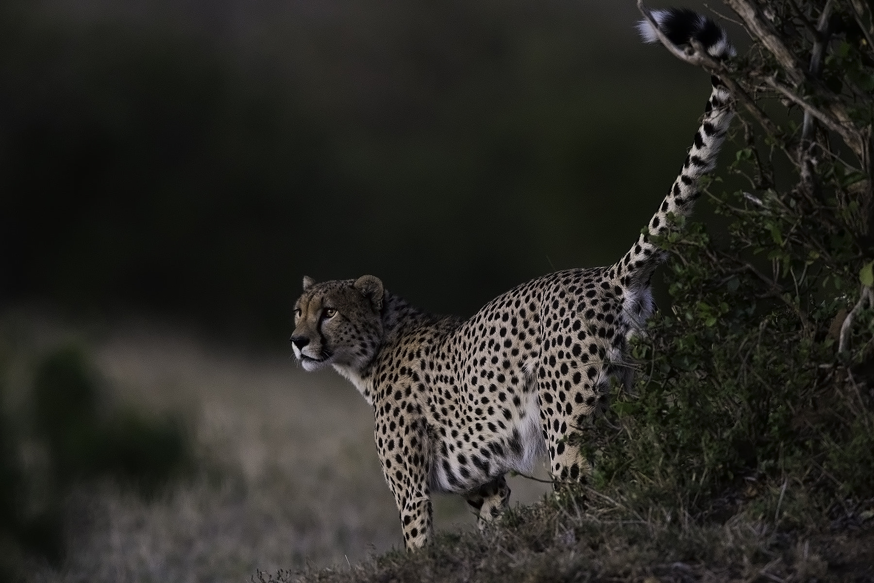 Canon EF 600mm F4L IS II USM sample photo. Marking territory photography